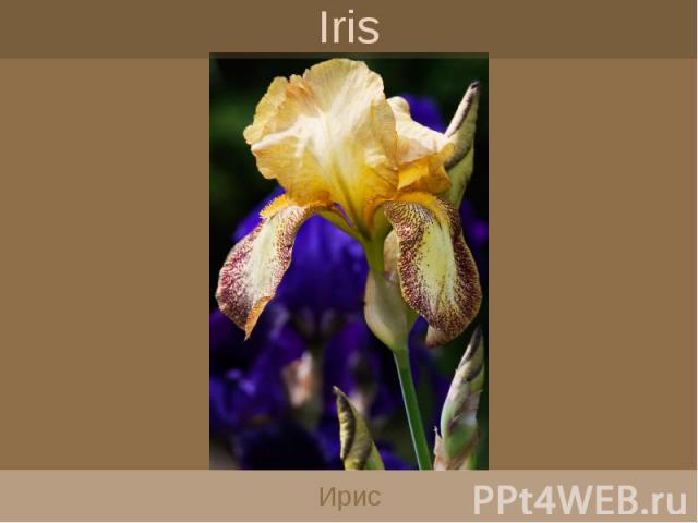 Iris Ирис