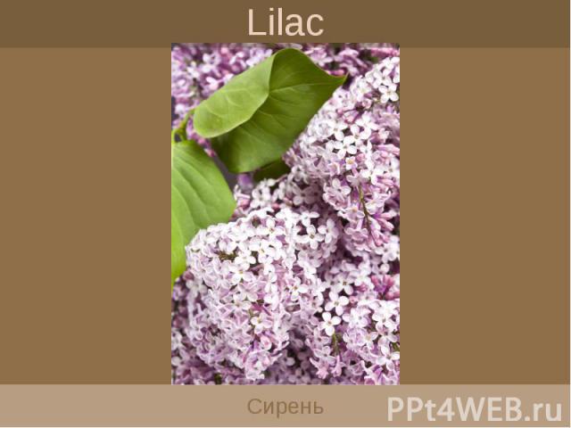 Lilac Сирень