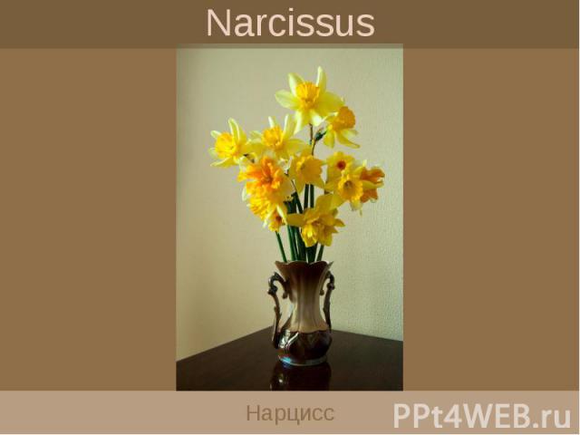 Narcissus Нарцисс