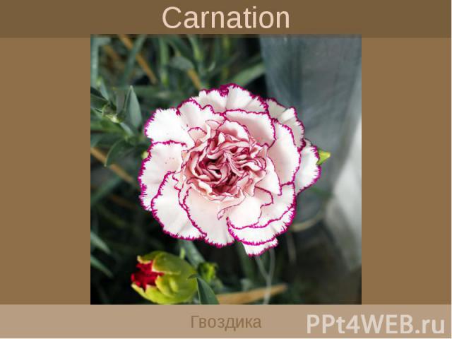 Carnation Гвоздика
