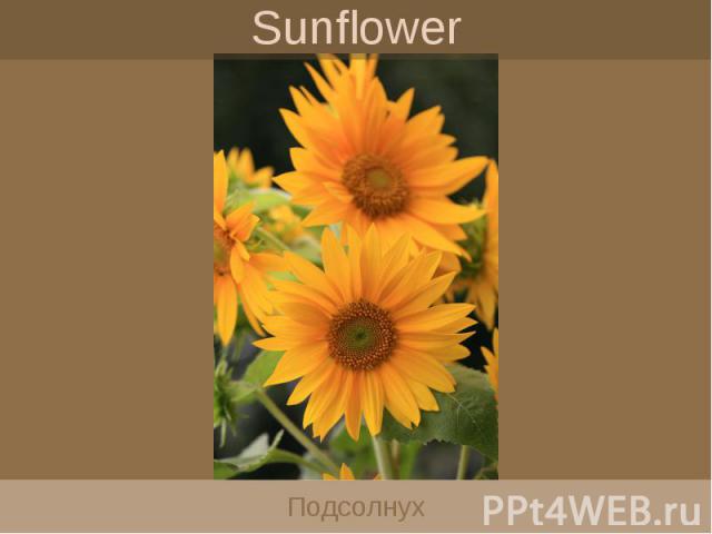 Sunflower Подсолнух