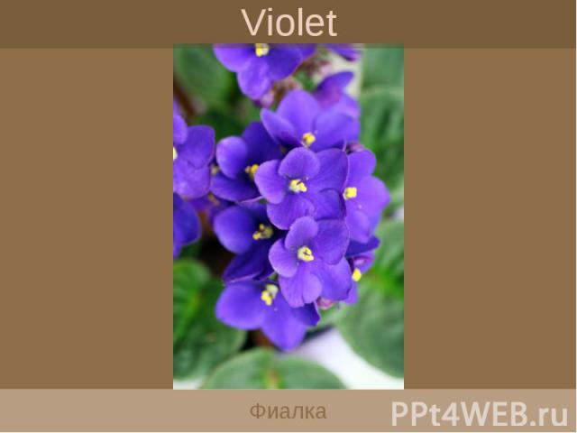 Violet Фиалка
