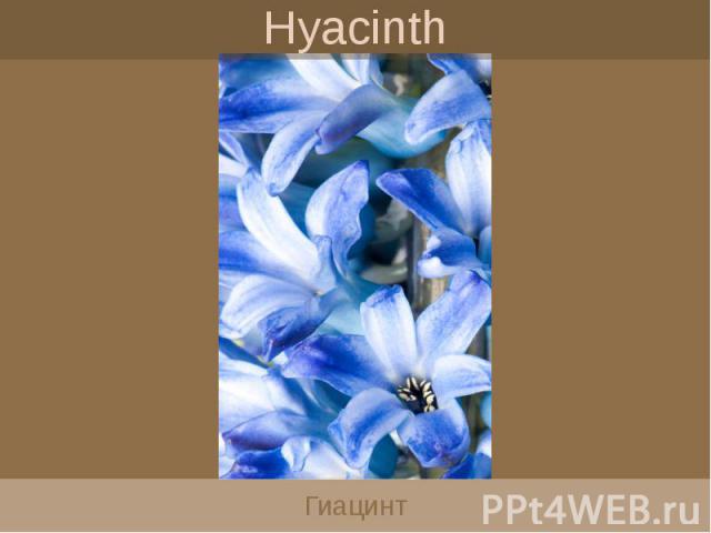 Hyacinth Гиацинт