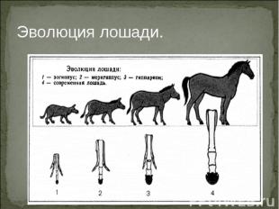 Эволюция лошади.