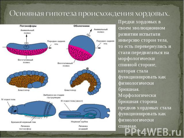 Основная гипотеза происхождения хордовых. Предки хордовых в своем эволюционном развитии испытали инверсию сторон тела, то есть перевернулись и стали передвигаться на морфологически спинной стороне, которая стала функционировать как физиологически бр…
