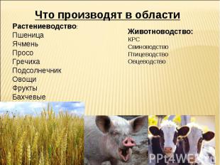Что производят в области Растениеводство:ПшеницаЯчменьПросо ГречихаПодсолнечникО