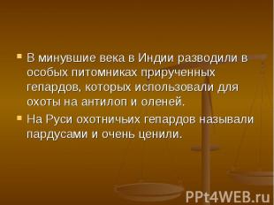 В минувшие века в Индии разводили в особых питомниках прирученных гепардов, кото