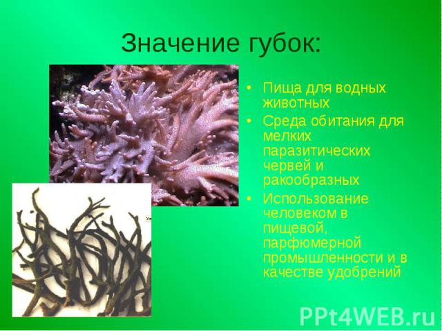 Значение губок: Пища для водных животныхСреда обитания для мелких паразитических червей и ракообразныхИспользование человеком в пищевой, парфюмерной промышленности и в качестве удобрений