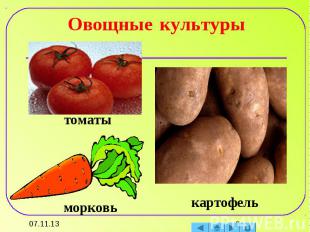 Овощные культуры томатыморковькартофель