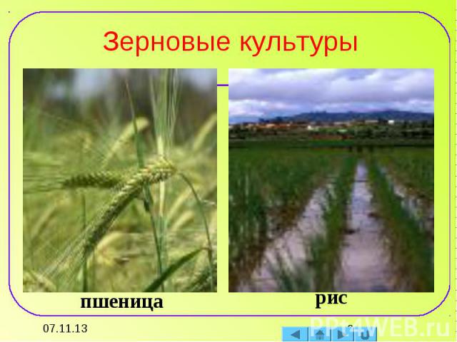 Зерновые культуры пшеницарис