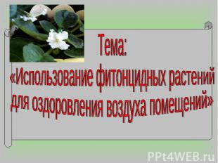 Тема: «Использование фитонцидных растений для оздоровления воздуха помещений»