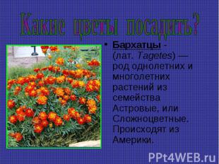 Какие цветы посадить? Бархатцы - (лат. Tagetes) — род однолетних и многолетних р
