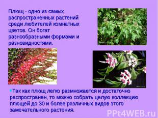 Плющ - одно из самых распространенных растений среди любителей комнатных цветов.