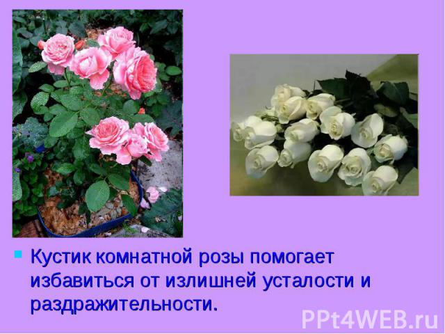 Кустик комнатной розы помогает избавиться от излишней усталости и раздражительности.