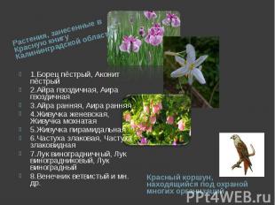 Растения, занесенные в Красную книгу Калининградской области: 1.Борец пёстрый, А