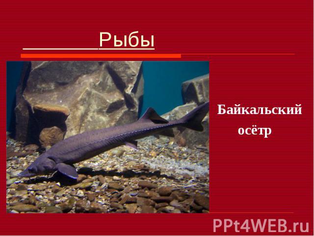 Рыбы Байкальский осётр