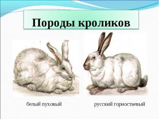 Породы кроликов белый пуховыйрусский горностаевый