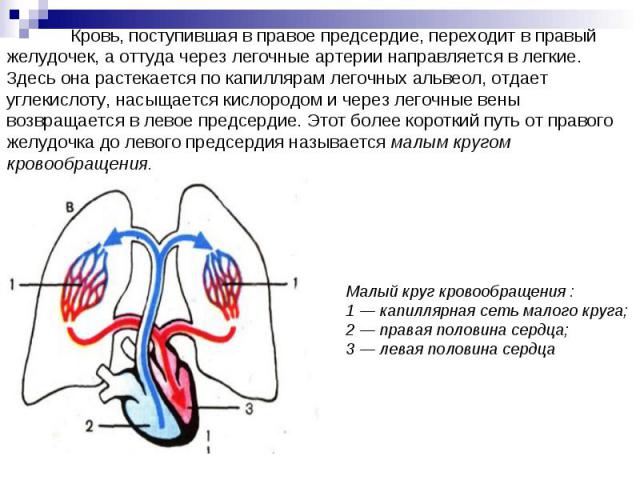 Какая кровь поступает в легкие млекопитающих. В правое предсердие поступает кровь. Из предсердия кровь поступает в. Какая кровь поступает в правое предсердие. У человека в правое предсердие поступает кровь из легочной артерии.