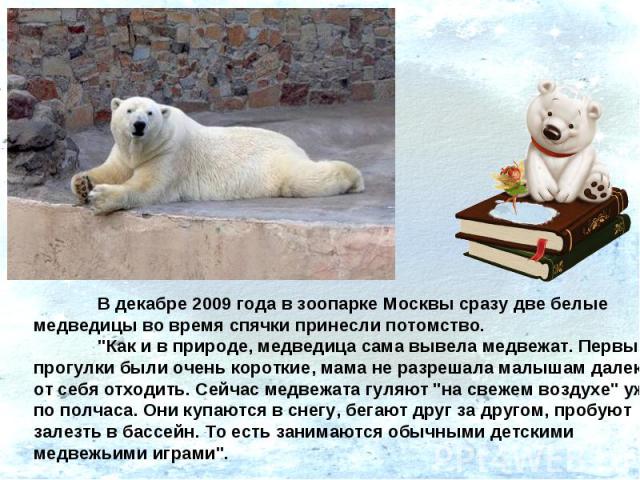 В декабре 2009 года в зоопарке Москвы сразу две белые медведицы во время спячки принесли потомство.
