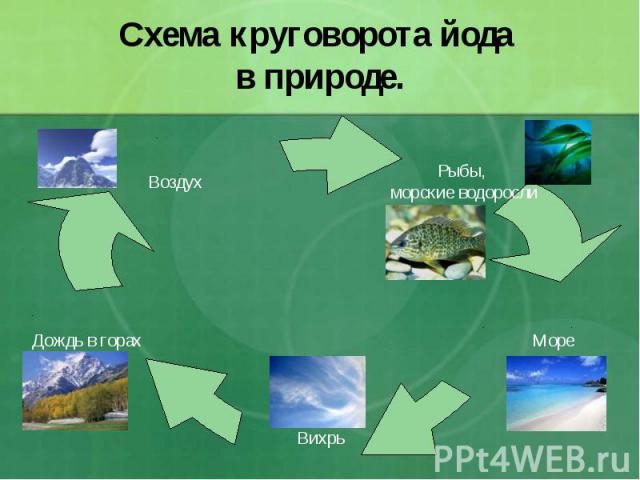 Схема круговорота йода в природе.