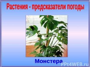 Растения - предсказатели погодыМонстера