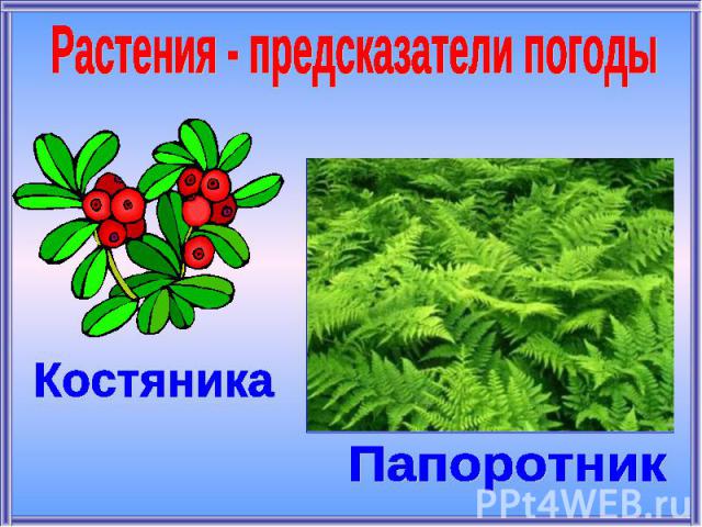 Растения - предсказатели погодыКостяникаПапоротник