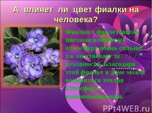 А влияет ли цвет фиалки на человека? Фиалки с фиолетовыми цветами влияют на атмо