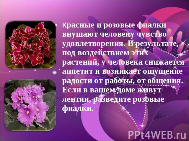 Красные и розовые фиалки внушают человеку чувство удовлетворения. В результате, под воздействием этих растений, у человека снижается аппетит и возникает ощущение радости от работы, от общения. Если в вашем доме живут лентяи, разведите розовые фиалки.