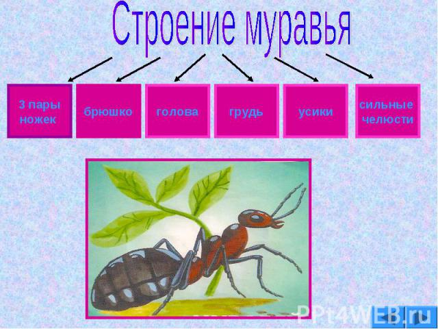 Презентация для дошкольников муравьи санитары леса