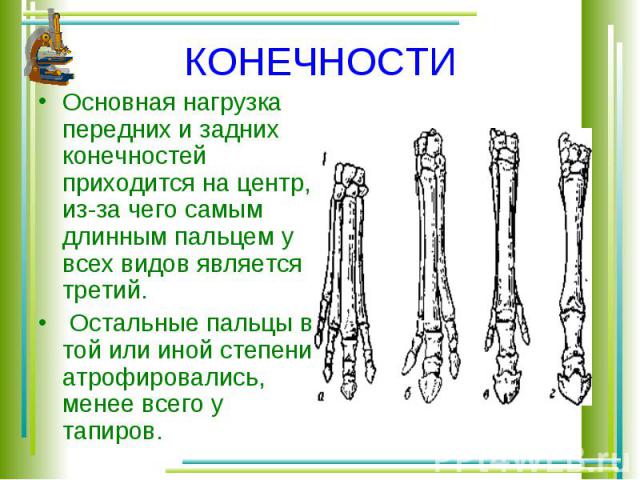 КОНЕЧНОСТИ Основная нагрузка передних и задних конечностей приходится на центр, из-за чего самым длинным пальцем у всех видов является третий.  Остальные пальцы в той или иной степени атрофировались, менее всего у тапиров. 