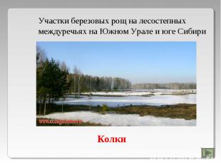 Участки березовых рощ на лесостепных междуречьях на Южном Урале и юге Сибири Кол