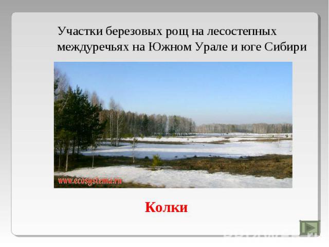 Участки березовых рощ на лесостепных междуречьях на Южном Урале и юге Сибири Колки