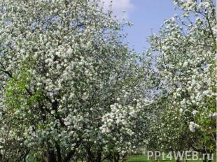 Яблоневые сады традиционно выращиваются во многих странах мира. Великолепное цве