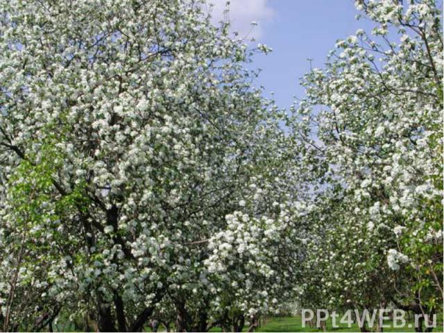 Яблоневые сады традиционно выращиваются во многих странах мира. Великолепное цветение этих садов весной и изобилие фруктов осенью делают яблоню самым излюбленным  деревом в народных традициях и фольклоре