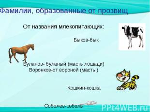 Фамилии, образованные от прозвищОт названия млекопитающих: Быков-быкБуланов- бул
