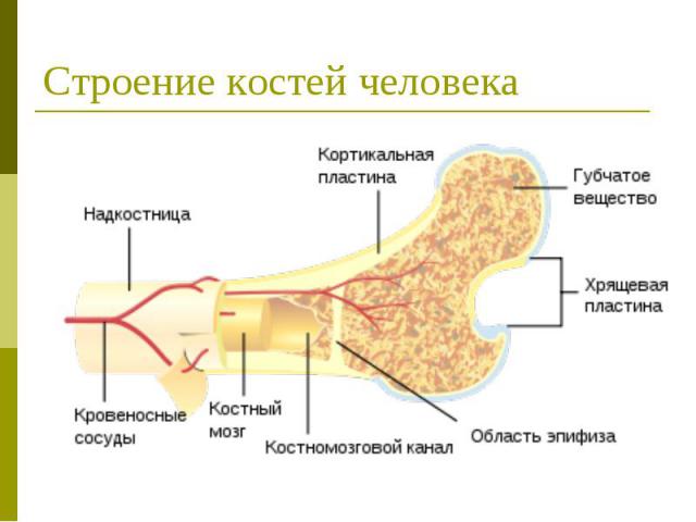 Строение костей человека