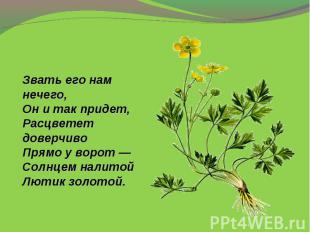 Звать его нам нечего,Он и так придет,Расцветет доверчивоПрямо у ворот —Солнцем н