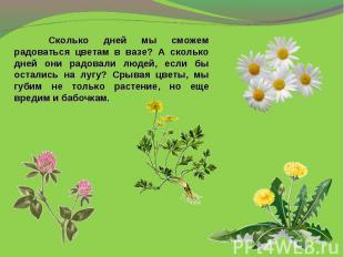 Сколько дней мы сможем радоваться цветам в вазе? А сколько дней они радовали люд