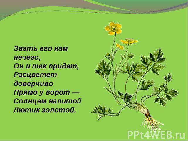 Звать его нам нечего,Он и так придет,Расцветет доверчивоПрямо у ворот —Солнцем налитойЛютик золотой.