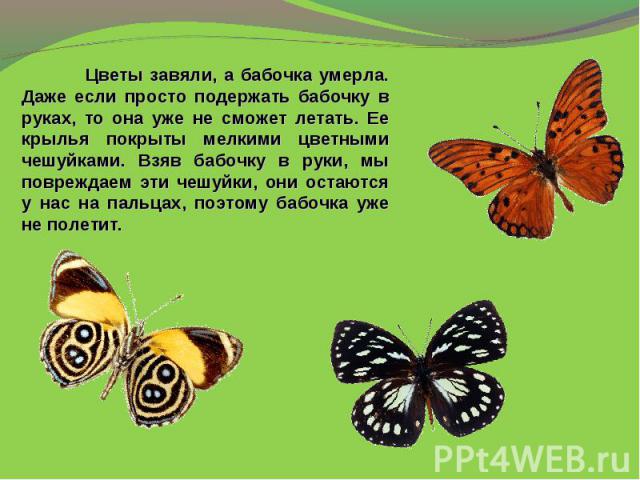 Цветы завяли, а бабочка умерла. Даже если просто подержать бабочку в руках, то она уже не сможет летать. Ее крылья покрыты мелкими цветными чешуйками. Взяв бабочку в руки, мы повреждаем эти чешуйки, они остаются у нас на пальцах, поэтому бабочка уже…