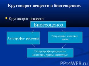 Круговорот веществ в биогеоценозе. Круговорот веществ: