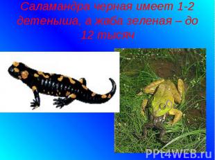 Саламандра черная имеет 1-2 детеныша, а жаба зеленая – до 12 тысяч