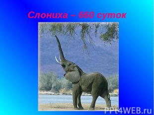 Слониха – 660 суток
