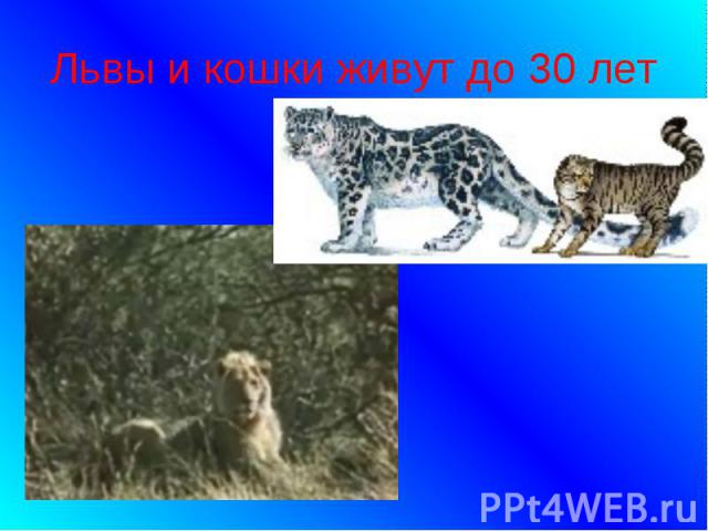 Львы и кошки живут до 30 лет
