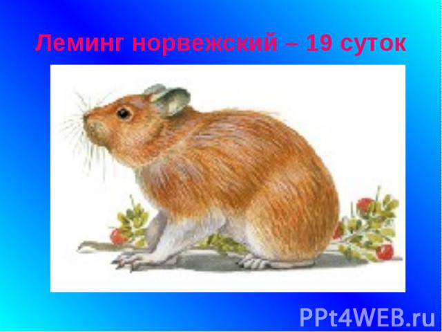 Леминг норвежский – 19 суток