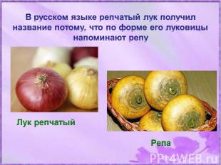 В русском языке репчатый лук получил название потому, что по форме его луковицы