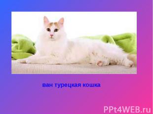ван турецкая кошка