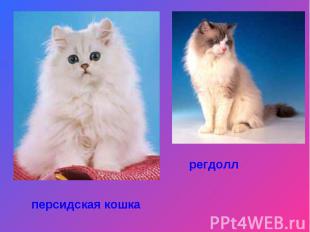 персидская кошкарегдолл