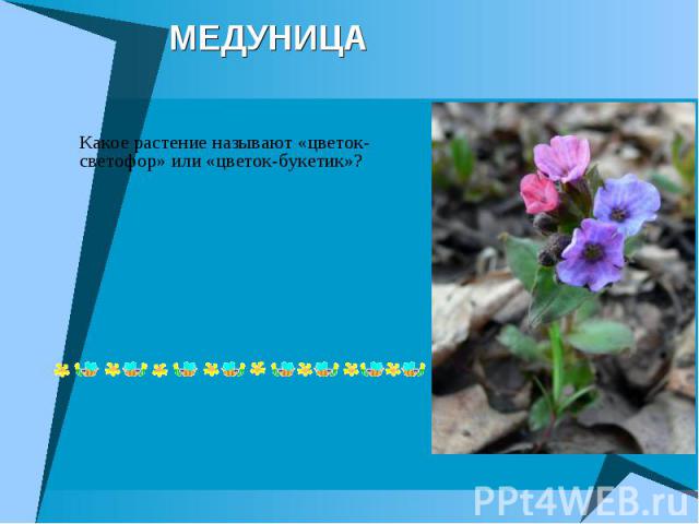 МЕДУНИЦА Какое растение называют «цветок-светофор» или «цветок-букетик»?
