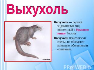 Выхухоль Выхухоль — редкий эндемичный вид, занесенный в Красную книгу РоссииВыху